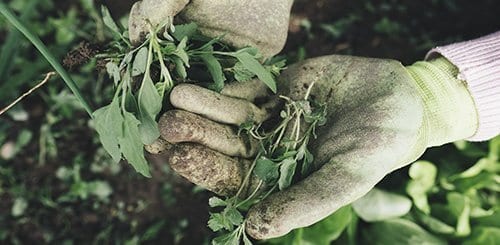 gardening