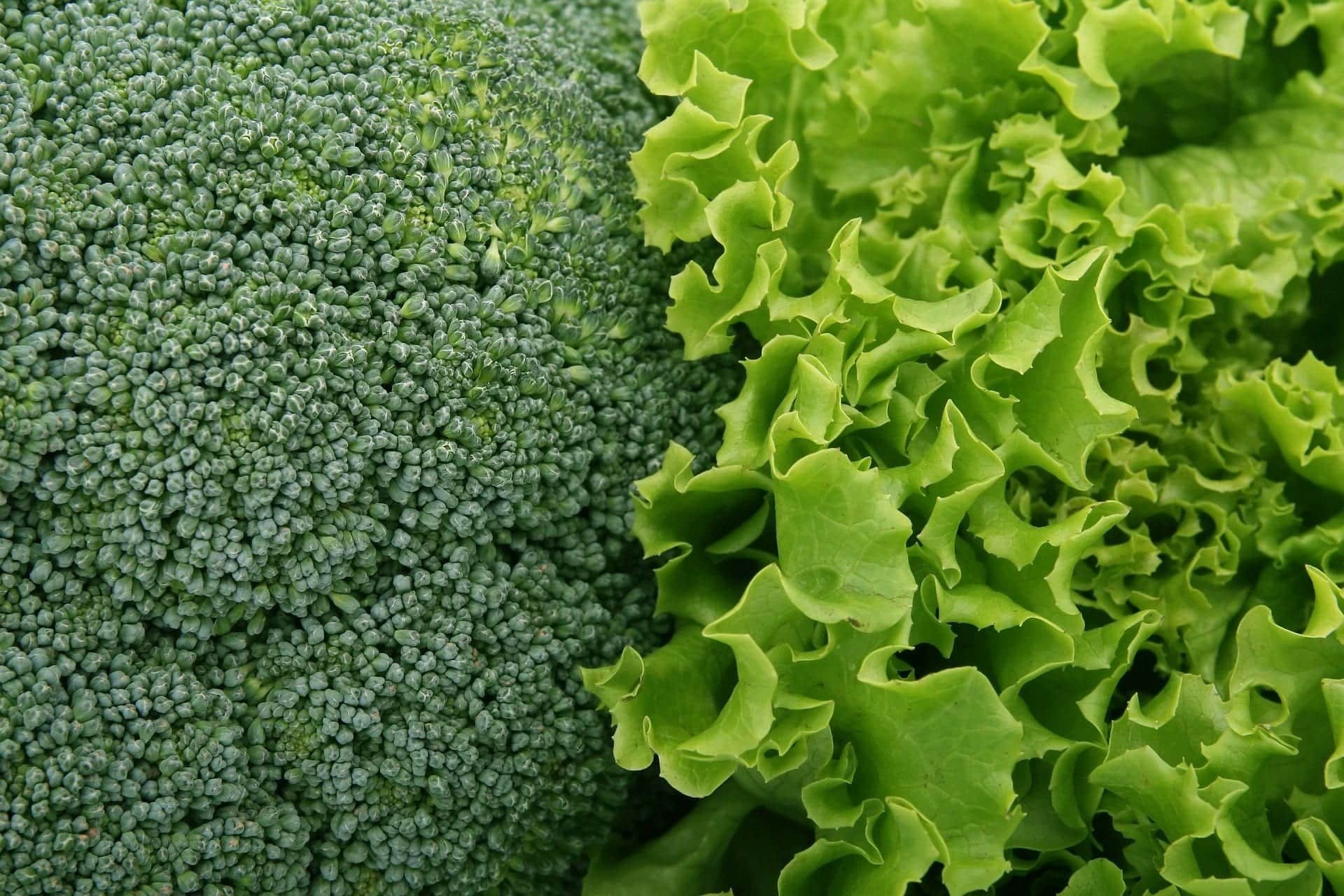 broccoli and lettuce