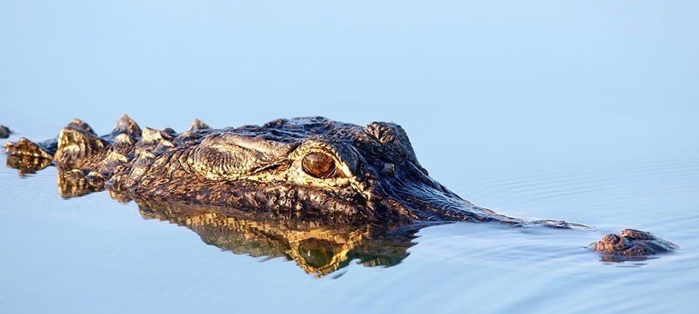 alligator