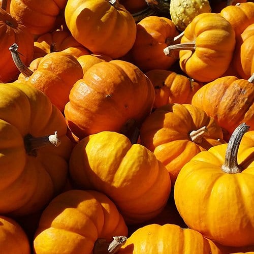 pumpkins